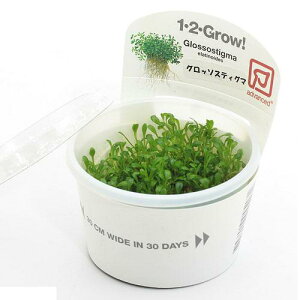 水草 グロッソスティグマ 水草の人気商品 通販 価格比較 価格 Com