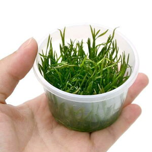 ijgD|{1|2|GROWI@uWA@RuOX@gsJi_ji1Jbvj@kCEBq֗vۉ