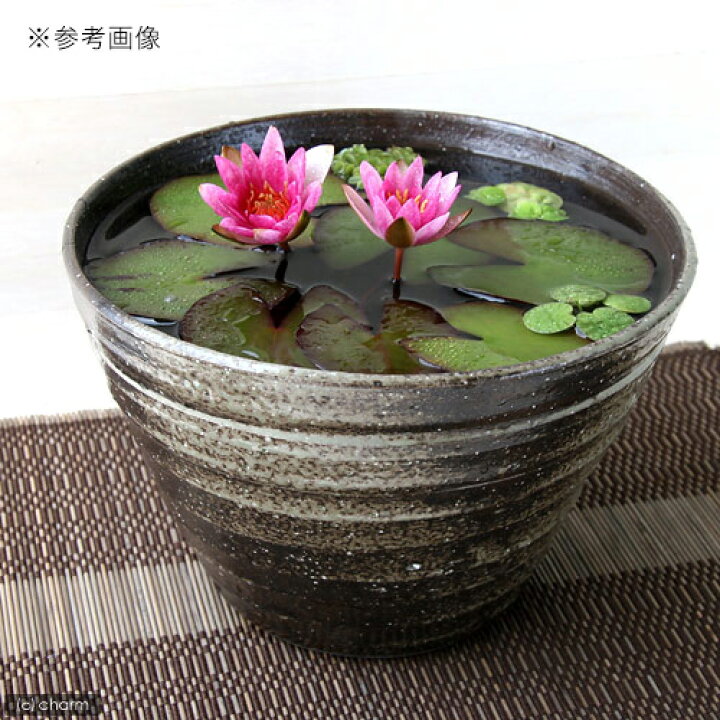 楽天市場 国産 手作り睡蓮鉢 益子焼 彩 ｓａｉ 姫睡蓮鉢 炭化 直径約２３ｃｍ ビオトープ 関東当日便 Charm 楽天市場店