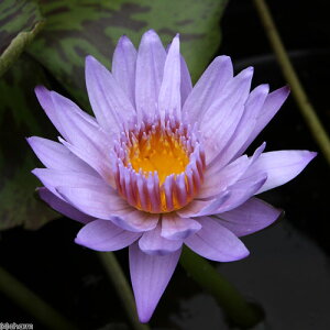 irIg[vj@@Mѐ@iXCjij@oO_bhi1|bgjiJSjixԁj