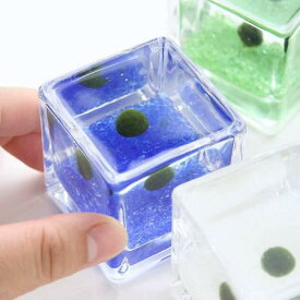 （水草）私の小さなアクアリウム　～ウキウキ気分なマリモセット（ブロックグラスS×4ポット）～（説明書付）　本州四国限定