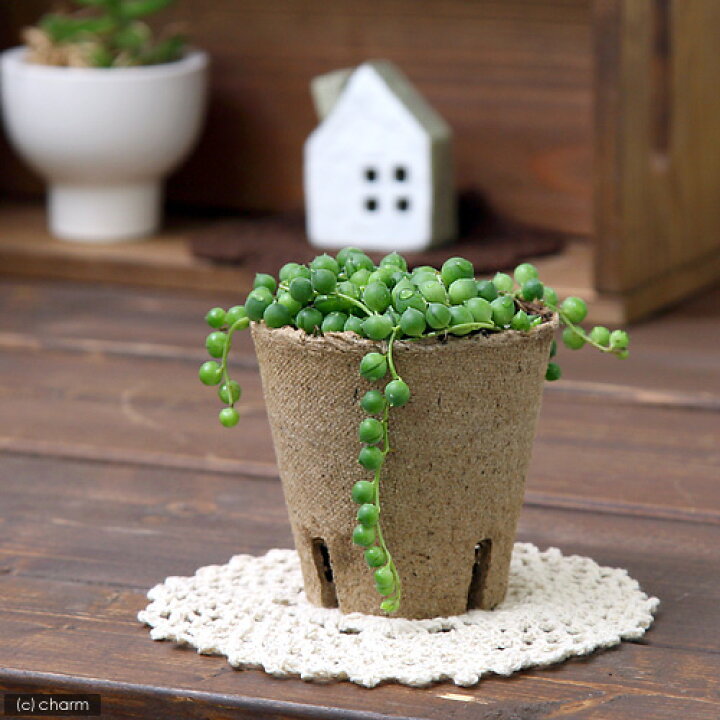 楽天市場 観葉植物 グリーンネックレス ３号 １ポット 北海道冬季発送不可 Charm 楽天市場店