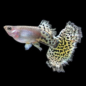 （熱帯魚）一点物　メタルレオパード・グッピー（タイ産）　オス（1匹）
