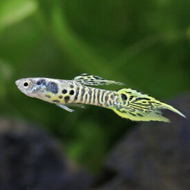 （熱帯魚）エンドラーズ・グッピー　タイガー（国産グッピー）（1ペア）　北海道・九州航空便要保温