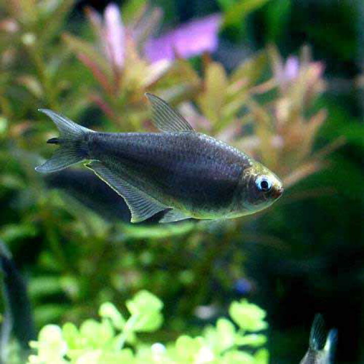楽天市場 熱帯魚 ブラックエンペラー テトラ ３匹 北海道 九州 沖縄航空便要保温 Charm 楽天市場店