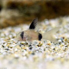楽天市場 パンダ 観賞魚 熱帯魚 アクアリウム ペット ペットグッズの通販