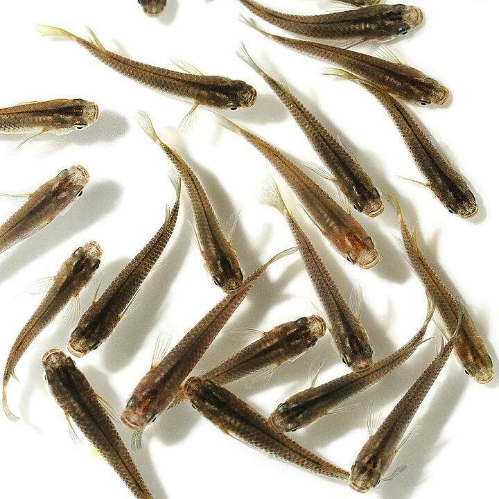 楽天市場 めだか 黒メダカ １２匹 Charm 楽天市場店