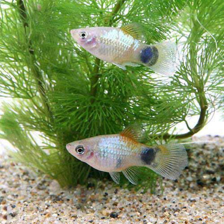 楽天市場 熱帯魚 ブルー ミッキーマウスプラティ ４匹 北海道 九州 沖縄航空便要保温 Charm 楽天市場店