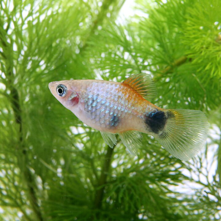 国内配送 熱帯魚 水草 ホワイト ミッキーマウスプラティ ４匹 ライフマルチ 茶 寄せ植えミックス 水上葉 １個 北海道航空便要保温 Shipsctc Org