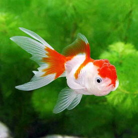 楽天市場 可愛い 種 観賞魚 金魚 熱帯魚 アクアリウム ペット ペットグッズ の通販