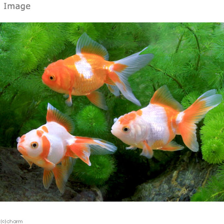 楽天市場 国産金魚 更紗オランダ獅子頭 ３匹 Charm 楽天市場店