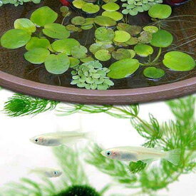 楽天市場 Charm メダカの通販