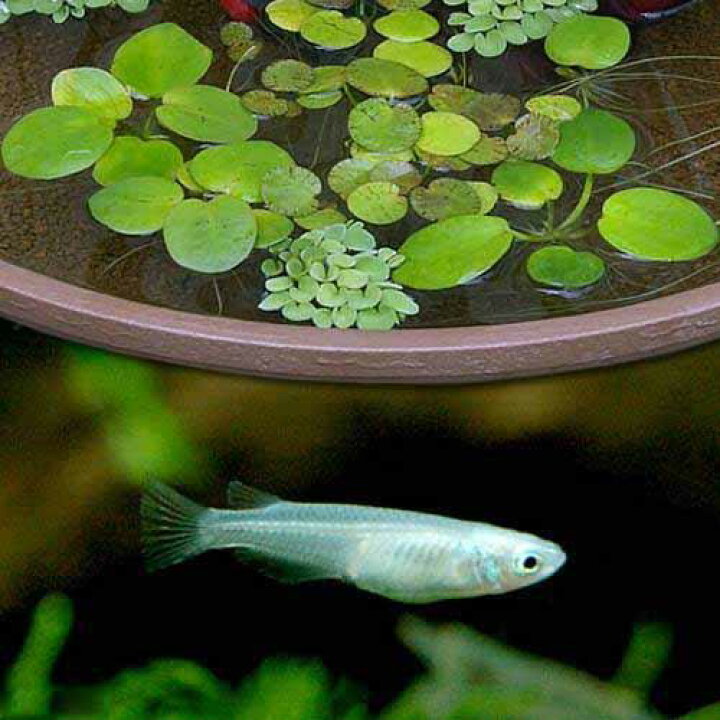 楽天市場】（めだか）（水草）青メダカ初心者セット 青メダカ（6匹 