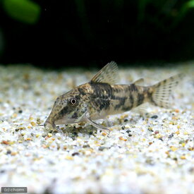 （熱帯魚）コリドラス・バルバータス（ブリード）（1匹）　北海道・九州航空便要保温