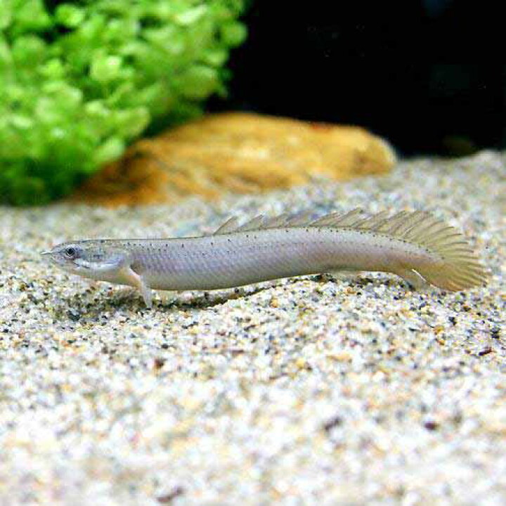 楽天市場 熱帯魚 ポリプテルス セネガルス ｓサイズ １匹 北海道航空便要保温 Charm 楽天市場店