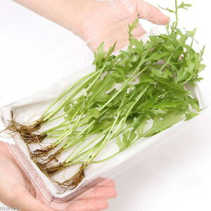 ijEH[^[XvCgitji_ji6j