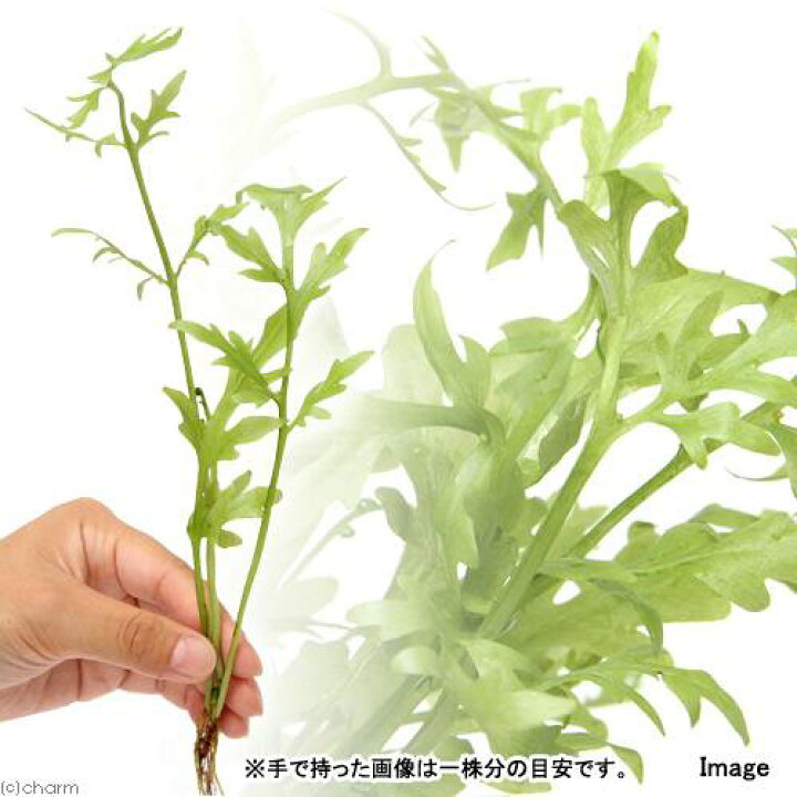 楽天市場】(水草)ウォータースプライト(水上葉)(無農薬)(6株) : charm 楽天市場店 楽天市場】(水草)ウォータースプライト(水上葉)(無農薬)(6株) : charm 楽天市場店