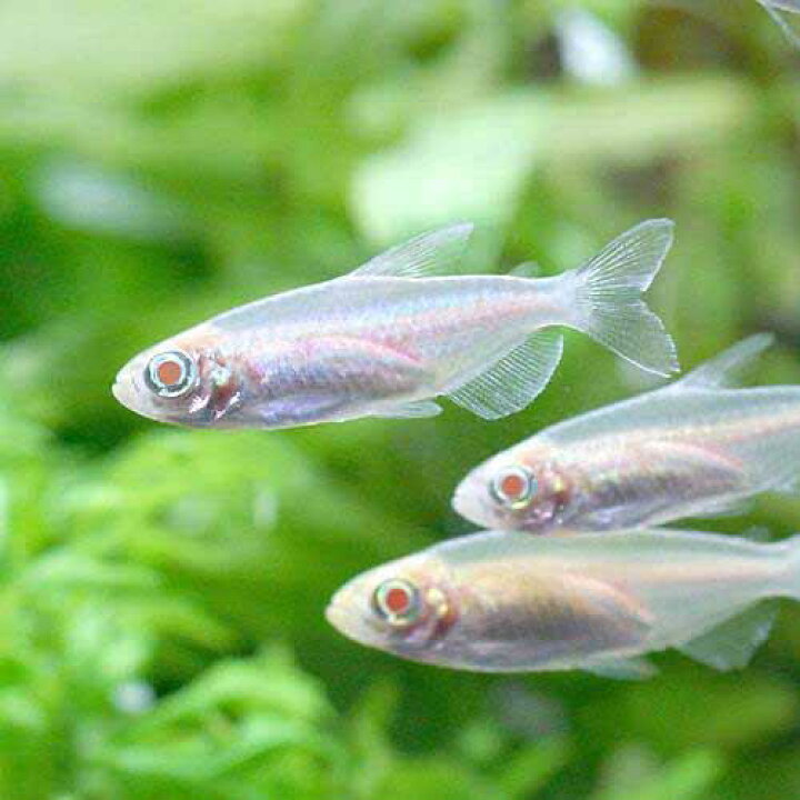 楽天市場 熱帯魚 アルビノコンゴテトラ ３匹 北海道 九州航空便要保温 Charm 楽天市場店