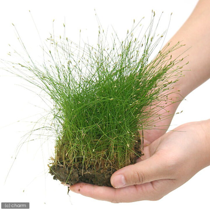 楽天市場 水草 ヘアーグラス ３０ｃｍ水槽用 水上葉 無農薬 １シート分５ｃｍ ５ｃｍ Charm 楽天市場店