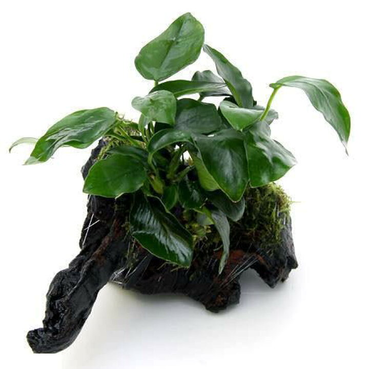 物品 水草 ライフマルチ 茶 アヌビアス ミニマ １個 Qdtek Vn