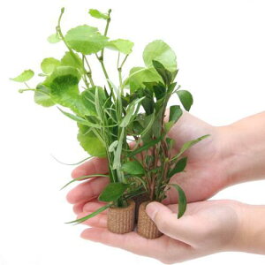 (水草)メダカ 初心者 置くだけ簡単 ライフマルチ(茶)おまかせ水草3種(水上葉)無農薬(計3個)おもり付 アクアリウム