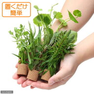（水草）おまけ付き！置くだけ簡単　ライフマルチ（茶）おまかせ水草5種＋おまけ1個（水上葉）無農薬（計…