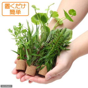 楽天市場 水草 人気ランキング1位 売れ筋商品