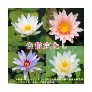 irIg[vj@@܂Mѐi퐇@iXCj@FwȂi1|bgjixԁj