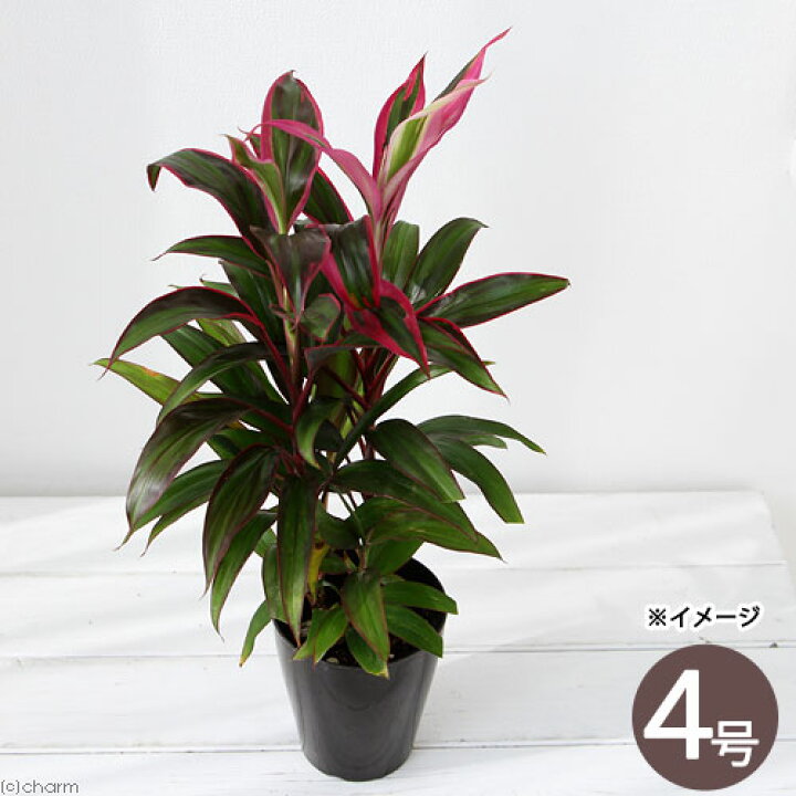 楽天市場 観葉植物 コルディリネ レッドエッジ ３ ５ ４号 １鉢 北海道冬季発送不可 Charm 楽天市場店