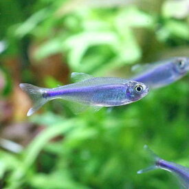 （熱帯魚）ブルー・テトラ（6匹）　北海道航空便要保温