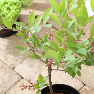 iϗtAjʎc@u[x[@eBtu[irbgACnj@5i1|bgj@ƒ؉@ʕ@t[c