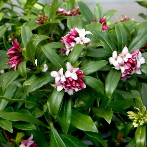 iR쑐j~́@W`EQiԁj@ԉԁ@4`i1|bgjixԁj