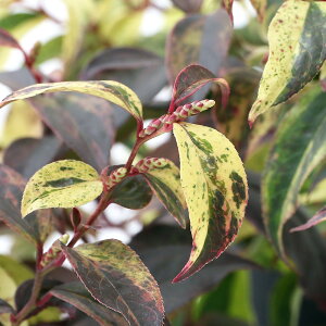 iR쑐j~́@mCie@C{[@2D5`i1|bgjixԁj