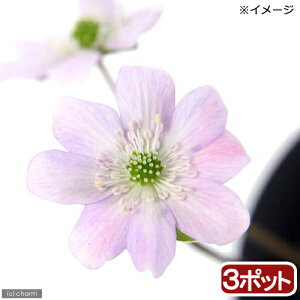 iR쑐jL\Eiኄj@F@Wԁ@2D5i3|bgj