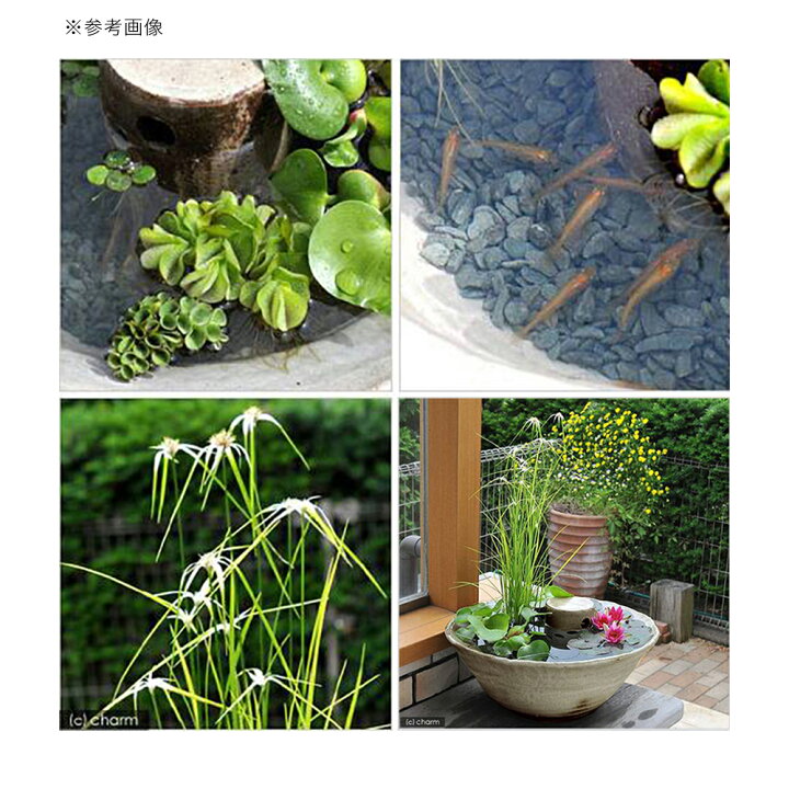 楽天市場 ビオトープ めだか 益子焼 彩 古信楽 隠れ家付セット 姫スイレン 赤 ヒメダカ 説明書付 本州四国限定 Charm 楽天市場店