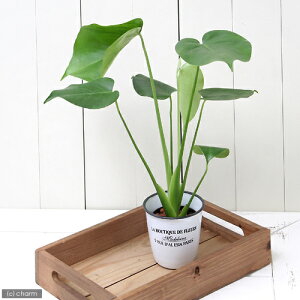 �i�ϗt�A���j�n�C�h���c9�ӁEL�T�C�Y�@�����X�e���i1�|�b�g�j