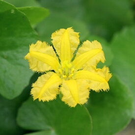 （ビオトープ）水辺植物　アサザ　レモンイエロー花（1ポット）　浮葉植物【HLS_DU】
