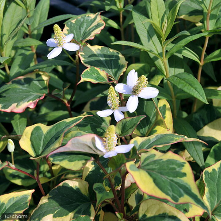 楽天市場 ビオトープ 水辺植物 斑入りドクダミ 1ポット 湿性植物 休眠株 Charm 楽天市場店 楽天市場 ビオトープ 水辺植物 斑入りドクダミ 1ポット 湿性植物 休眠株 Charm 楽天市場店
