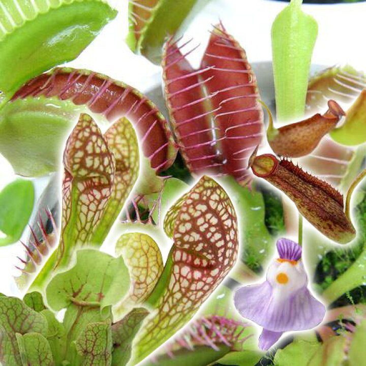 完成品 食虫植物 ウツボカズラ ネペンテス ガヤ ２ ５ ３号 １ポット Rmladv Com Br