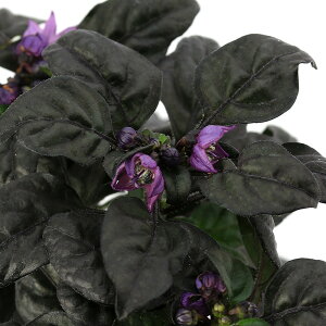 iϗtAjϏܗpgEKV@ubNp[@3D5i1|bgj