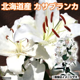 楽天市場 カサブランカ 球根 特大の通販