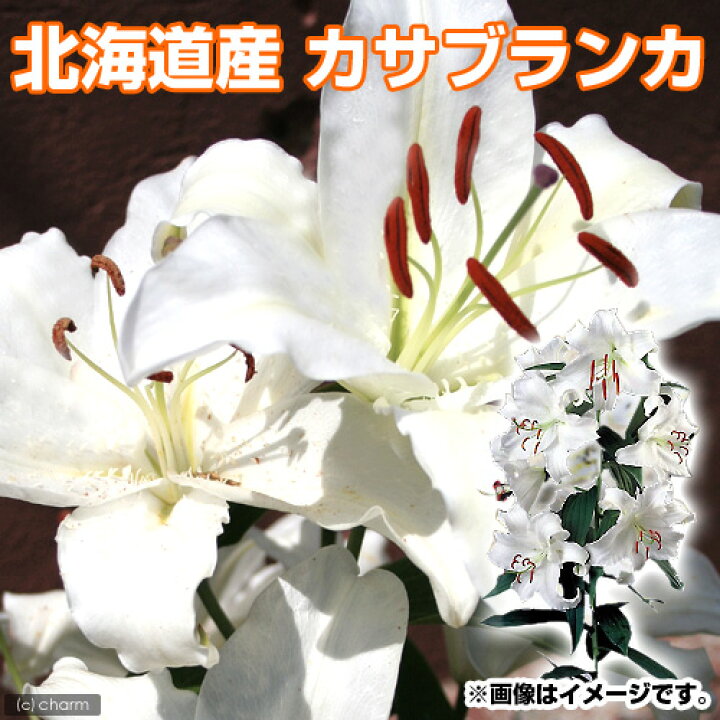 絶妙なデザイン 観葉植物 ユリ球根 カメレオン １球詰 １袋 Riosmauricio Com