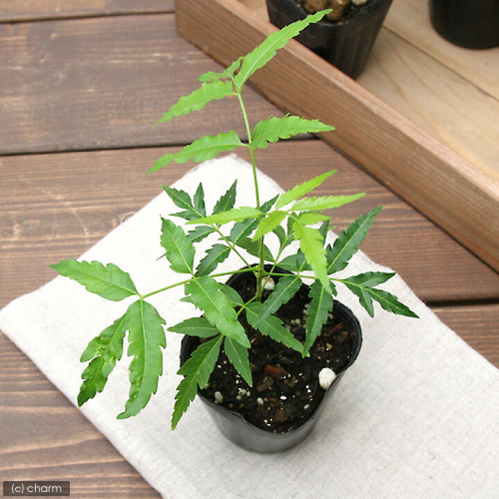 楽天市場 観葉植物 ハーブ苗 ニーム ミラクルニーム インドセンダン 3号 3ポット 虫除け植物 Charm 楽天市場店 楽天市場 観葉植物 ハーブ苗 ニーム ミラクルニーム インドセンダン 3号 3ポット 虫除け植物 Charm 楽天市場店
