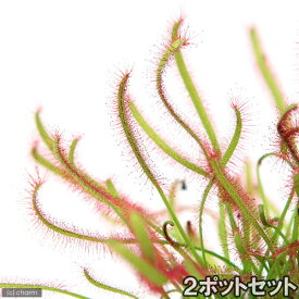 （食虫植物）モウセンゴケ　アフリカナガバモウセンゴケ（ドロセラ　カペンシス）　赤花　2．5～3号（2ポット）【HLS_DU】