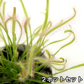 （食虫植物）モウセンゴケ　アフリカナガバモウセンゴケ（ドロセラ　カペンシス）　白花　2．5～3号（2ポット）【HLS_DU】