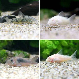 楽天市場 コリドラス 生体の通販
