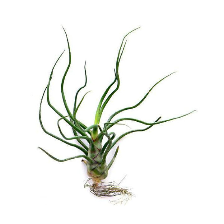 楽天市場 観葉植物 エアープランツ ティランジア ブルボーサ ｌサイズ １株 北海道冬季発送不可 Charm 楽天市場店