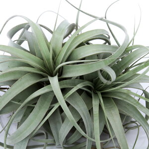 iϗtAjGA[vc@`WA@LZOtBJ@XLTCYi1j