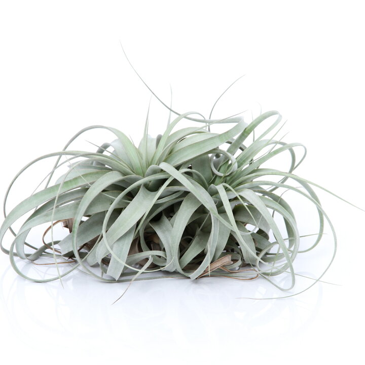 楽天市場 観葉植物 エアープランツ ティランジア キセログラフィカ ｘｌサイズ １株 沖縄別途送料 Charm 楽天市場店