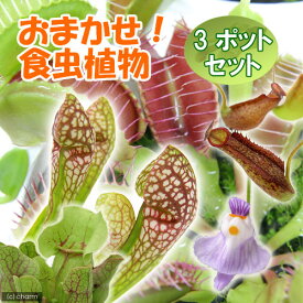 （食虫植物）おまかせ食虫植物　2．5～3号（3ポット）